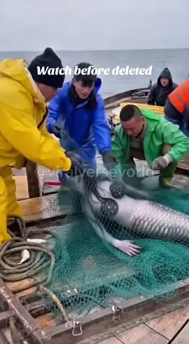 #siren #mermaid #fyp #fypシ゚viral #fyppppppppppppppppppppppp 