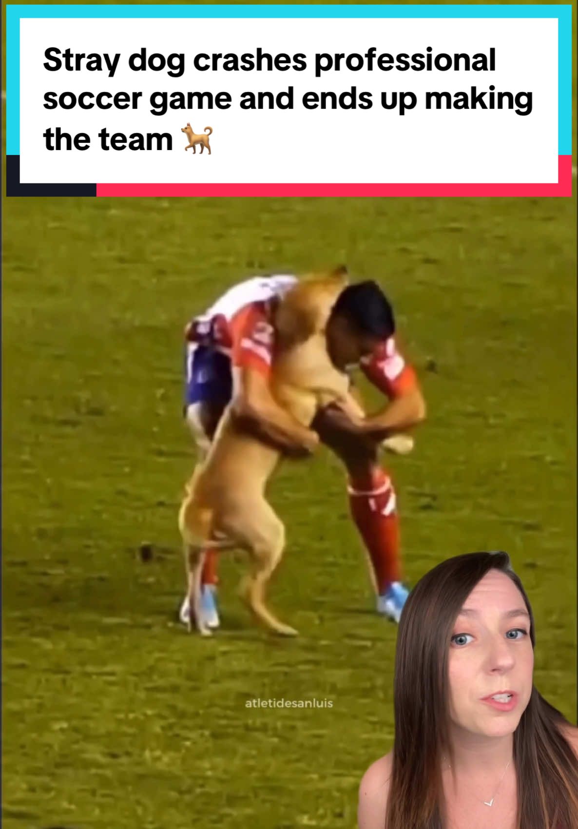 A stray dog in Mexico decided to hold her own tryout by running onto the field during a televised soccer match. 🐕  After demonstrating her abilities, she did play hard to get - but it all worked out in the end. ⚽  📸 Atlético de San Luis  #dog #Soccer #fútbol #dogadoption #straydog    