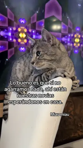 Miau miau #cat #cats #catsoftiktok #catslovers #pets 