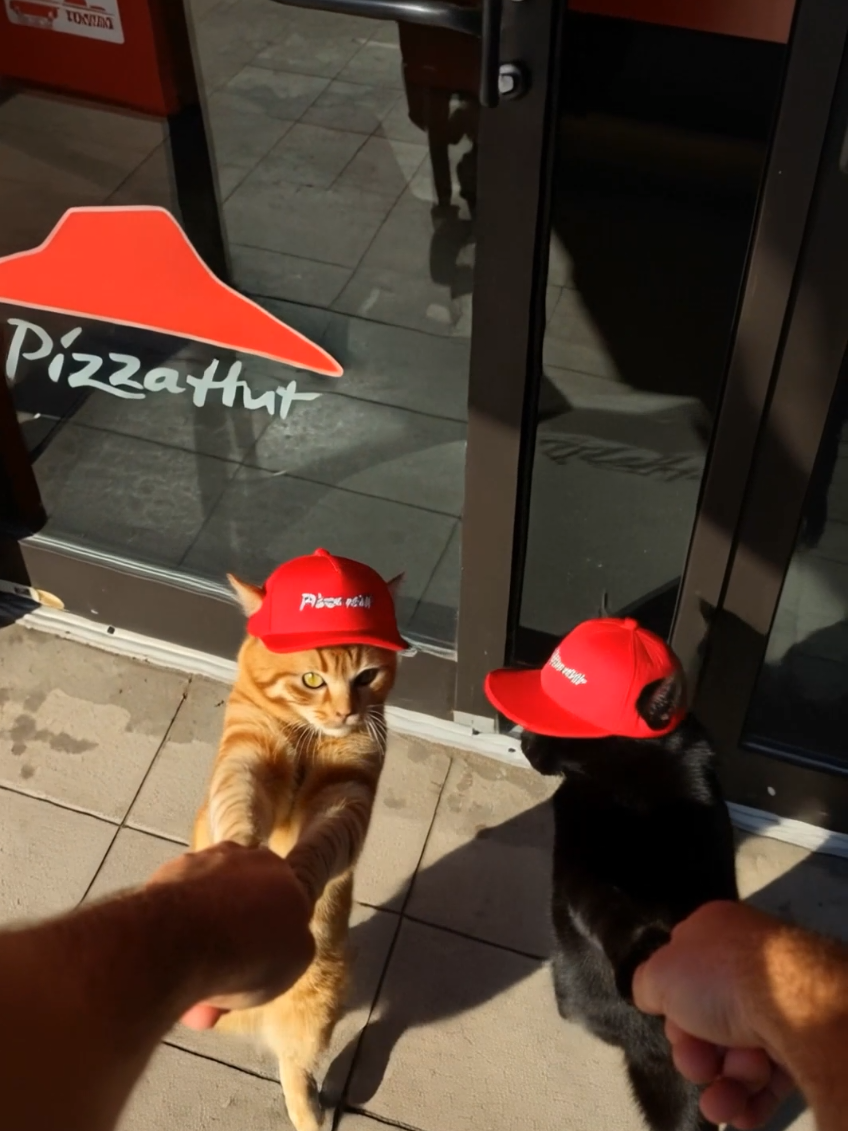 安定の茶トラとなっております😏😏😏 #猫のいる暮らし #Pizza Hut  #ピザハット #ピザ 