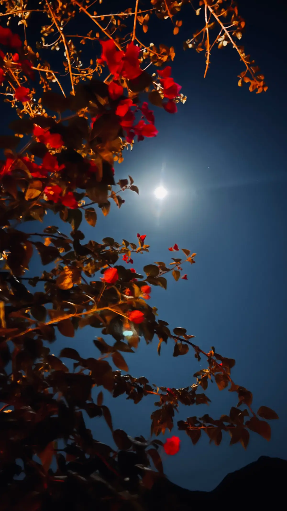 # صباح الخير