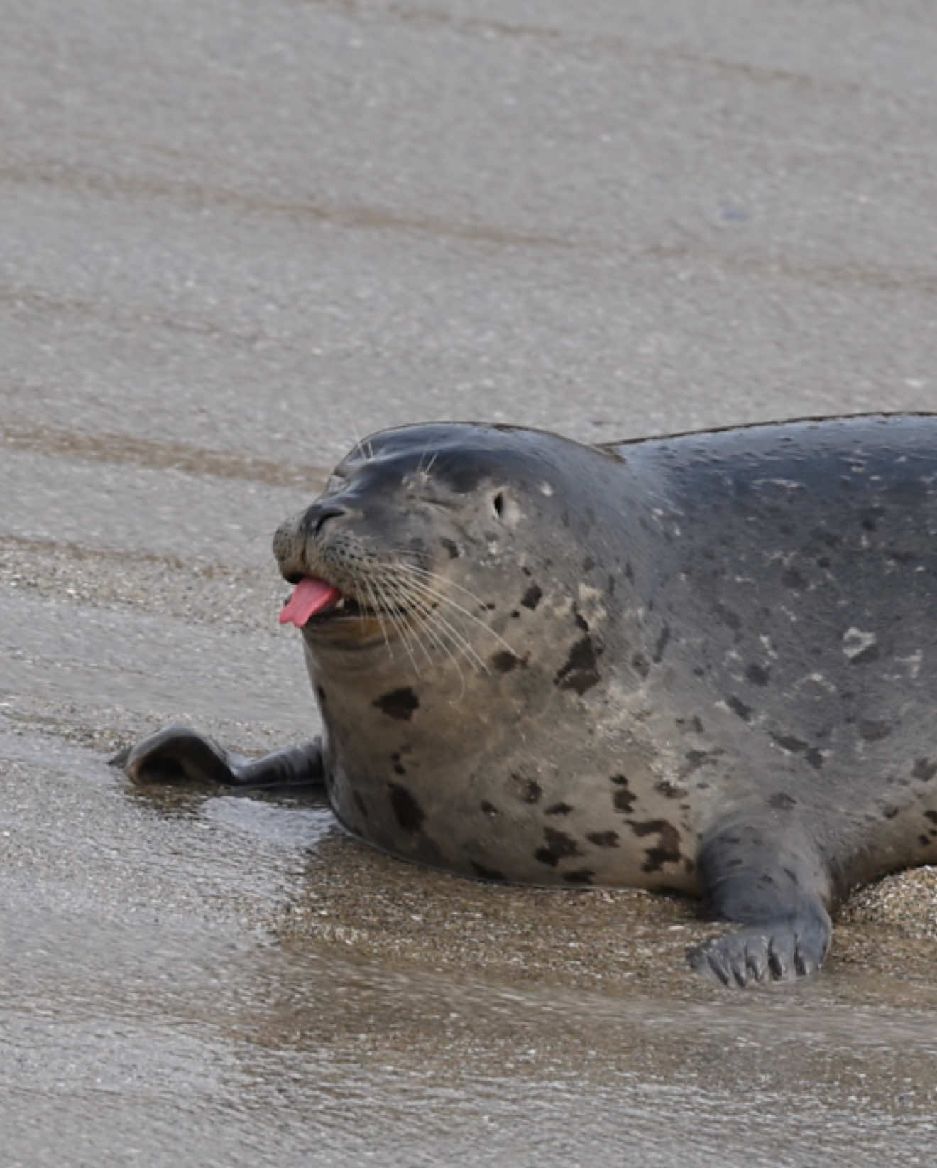 Sealtok premium #seal 