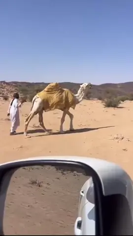 #الوضحا_عطايا_الله🔥 #باتريوت🥇 #ولد#هداج#باتريوت🥇 