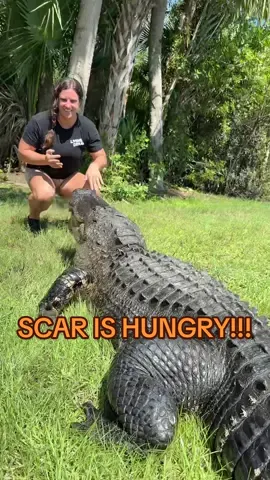 Today I did a little bit of risky feeding with these giant gators! 🐊 Scar is quite a big hungry gator, while it’s tempting to be oh how cute 😊 I am keenly aware they are unpredictable and can jump at any moment! So I made sure to be extra careful! 