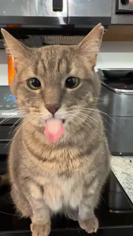 Tasty Tuesday strikes again! That delicious devil #fyp #foryou #foryoupage #cat #catsoftiktok 