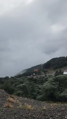 #الشعب_الصيني_ماله_حل😂😂 #خبر #blida #viraltiktok #chrea 