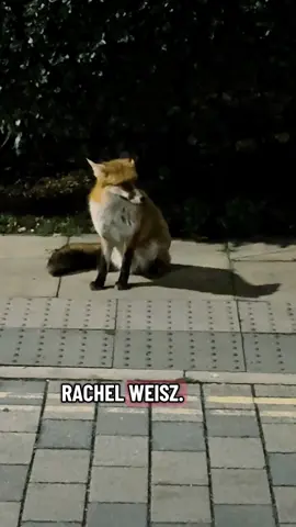 I dont think he gets how big a deal this is @Universal Pictures  #TheMummy #BrendanFraser #RachelWeisz 