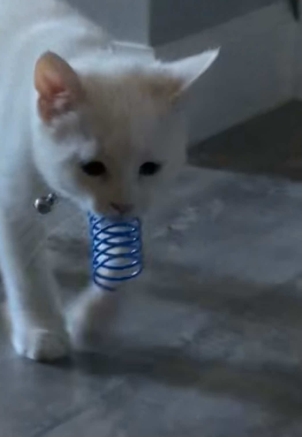 I honestly can’t with her 🥹🥹🥹 #kitten #pounce #playtime #socute #nova