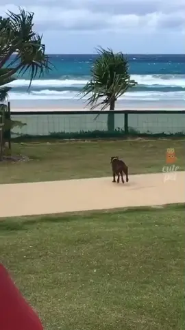 nomes engraçados parte 11/6- tiktok viral 2025- vídeo de cachorros 🤣🤣🤣#animaisnotiktok #engracado #cachorros #comedia #fyp 