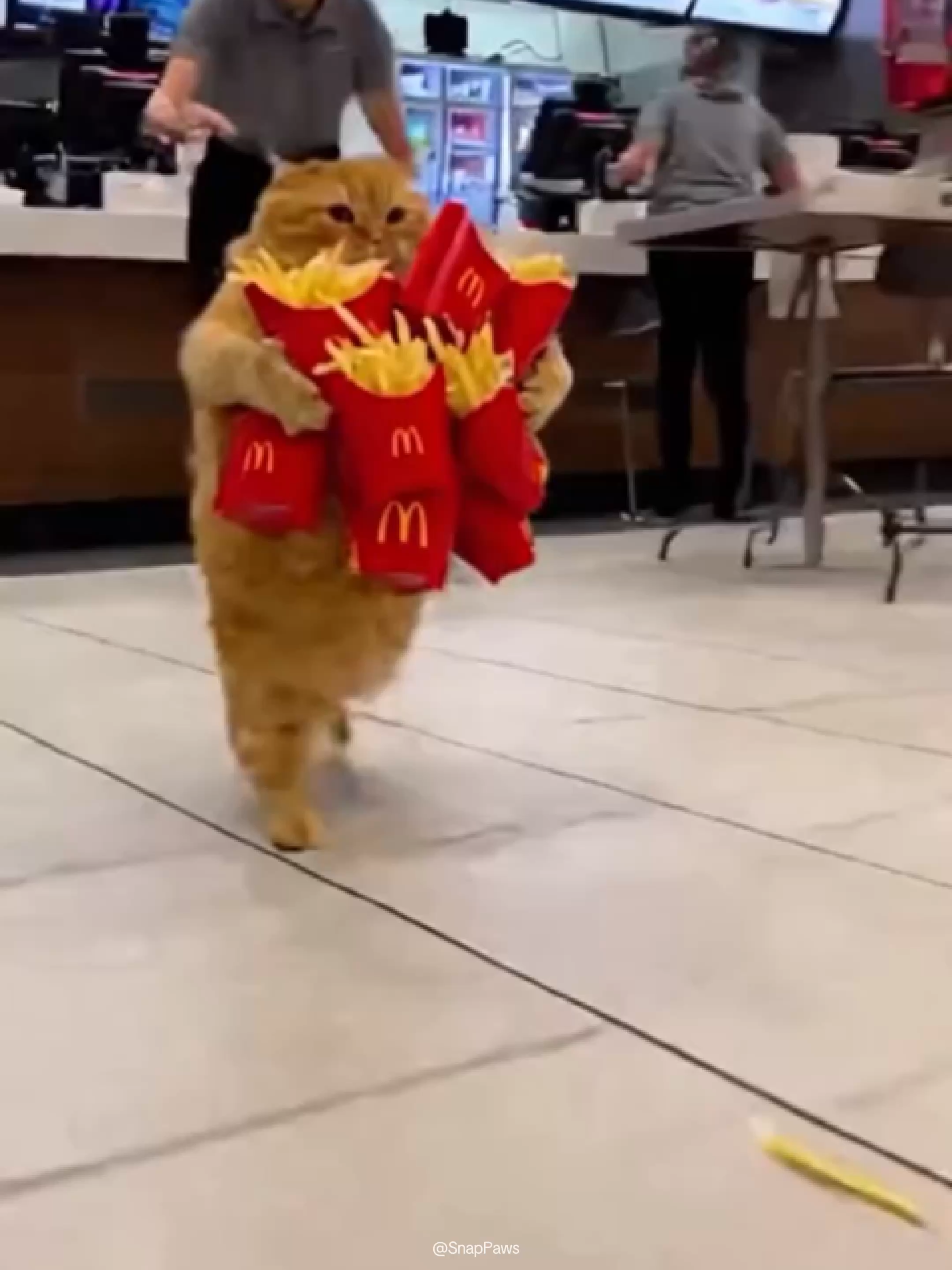 The trail of fries means… this isn’t his first run. 🍟#orangecat #catmemes #cat