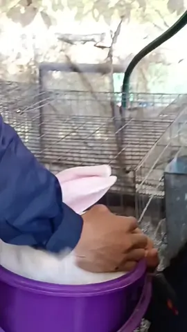 casi me desfiguran la cara a puro arañazo 😭😭 #conejos #fyp #estudiantes #zootecnia #medicinaveterinaria 