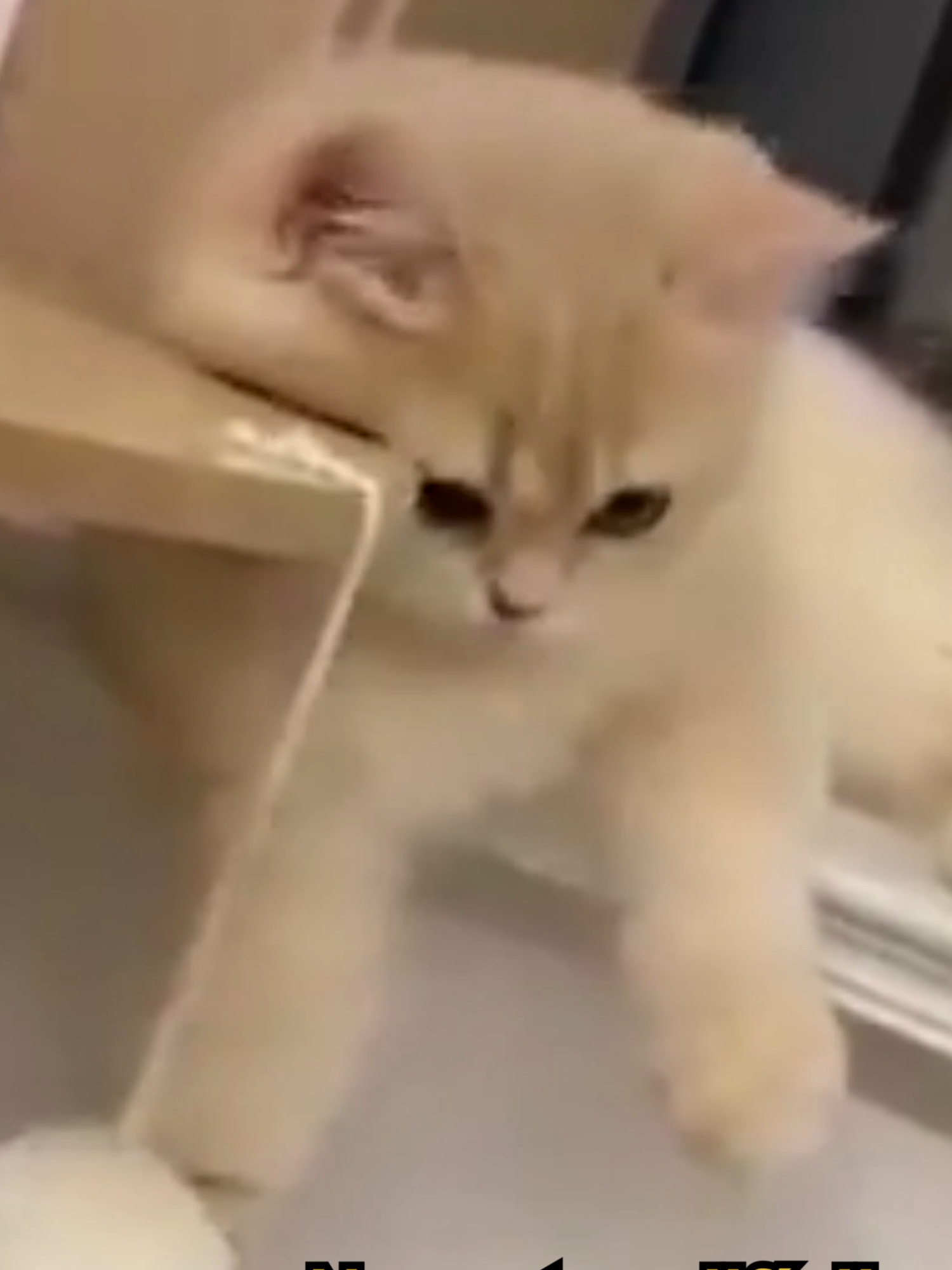 FIFU y sus AMIGOS 17 😸🧡