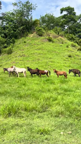Todas hembras criadas en Rancho Triunfo 👠😍🙏🏼