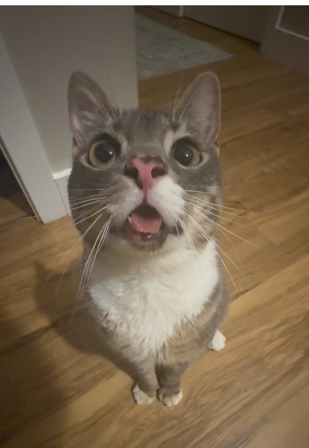 Sound on 🔊 Rigbycat got the motor goin #fyp #catsoftiktok #catcontent #rigbycat #sillycat 