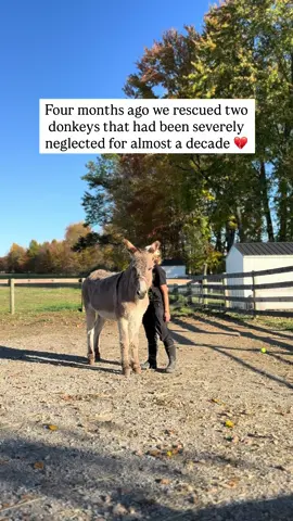 Little Toby update for everyone 🫏 🩵 Most of you know Toby and Phoebe came to us severely neglected. Unfortunately we lost Phoebe a month after they arrived due to the extensive damage that had happened from her prolonged neglect. Toby was unhandled, and that can be very dangerous and scary for the animal and for the people who care for them. Our approach here is always consent based. With Toby our caretaker @agschaoticgood has been working to gain Toby’s trust and make it possible for us to handle him in a safe and calm way.  I cannot believe all of the progress he has made 🥹 look at him boop the tennis ball target like a pro 😭🙏🏻 He’s literally just the cutest!  . . . . #animalsanctuary #fortheanimals #sanctuary #animalrescue #savedfromslaughter         