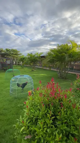 #วรภัทรฟาร์มบุรีรัมย์🐉❤️ 🐲