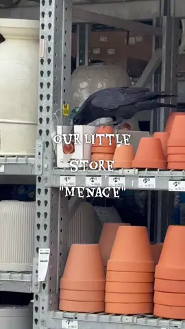 #fyp #crow #work #menace #funny 