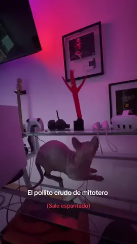Pareciera q se le apareció el chamuco 👹  #paratiiiiiiiiiiiiiiiiiiiiiiiiiiiiiii #PetsOfTikTok #sphynxcat #gatos #viral 