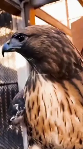 El poder del Águila 