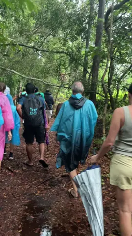 Orangutan Borneo (Pongo Pygmeus) #tanjungputingtrip #onedaytriptanjungputing #tanjungputing #onedaytrip #borneotopholiday 