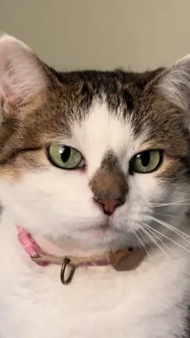 good mood 👍🏻 #cat #cats #catsoftiktok #pet #pets #PetsOfTikTok #cute #funny