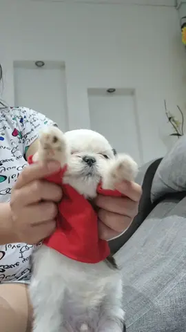 Pochacco shih tzu tenía que hacerlo 😂🤭#aquienmeparezco #shihtzu #puppy #dog #humor