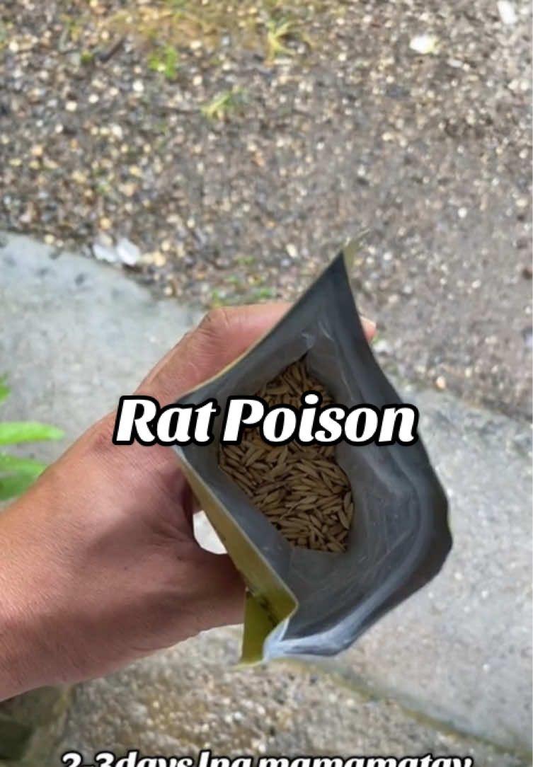 Ang sagot sa problema sa mga DAGA, Bintaro Rat Poison. Ready to use at madaling gamitin at Organic pa and safe for our pets and livestocks #BiologicalRatBait #mousetrap #ratpoison #bintaroratpoison #farming 