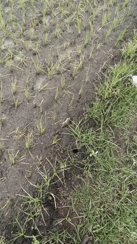 #padi #beranda #fyppppppppppppppppppppppp #petaniindonesia🇮🇩🇮🇩🇮🇩🌿🌿 #sawah 