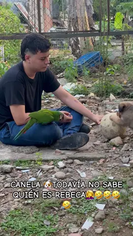 Canela cree q Rebeca es fácil jajajajaja y lo q no sabe es q le gusta picar y picar y picar #amordeloros💞🦜 #lorosinteligentes #tiktokviral 