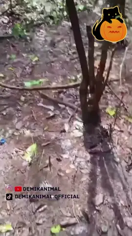 keluarga cemara #kucingdubbing #dubinghewan #demikanimal 