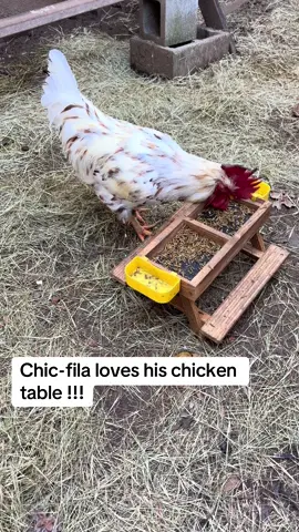 Chic-fila loves his chicken table !!! #chickfila #chicken #chickens #table #farmlife 