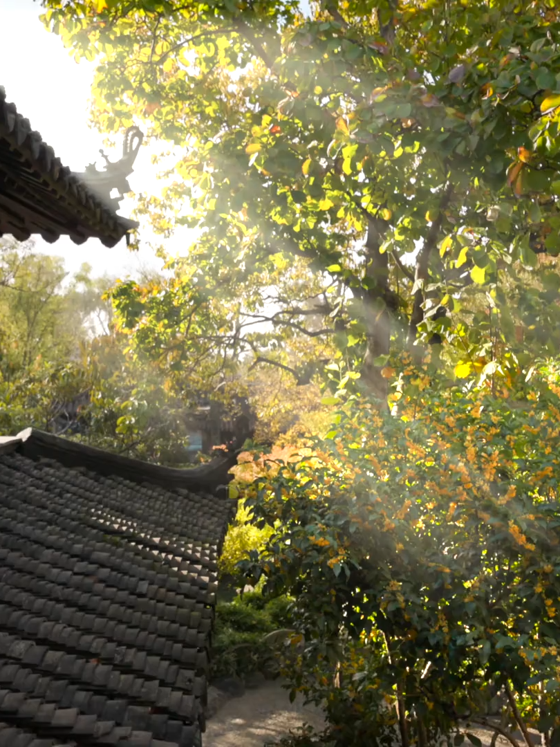 The Osmanthus flowers in Couyuan are in bloom, and you're the first person I've @-mentioned. #Osmanthus #amazingchina #chinaamazingplaces