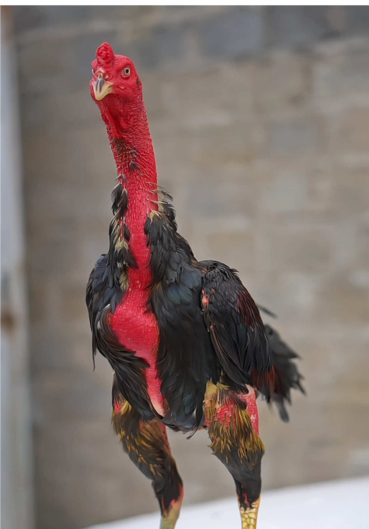 Thư hùng ae nào chơi thử chưa nhỉ