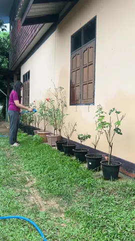 ทุกๆเช้าของฉัน รดน้ำกุหลาบข้างบ้าน #กุหลาบข้างบ้าน 