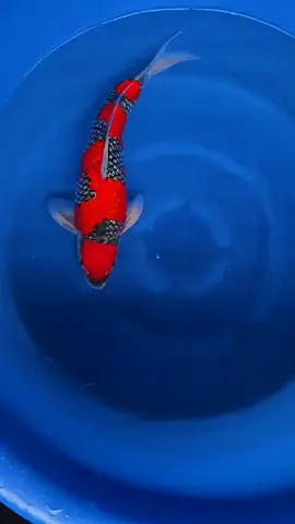 45 cm #koipons #koifish #koishow 