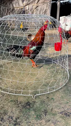 Con tàu anh láy sẽ thành đôi hay đứa mình#xuhuongtiktok2025 #71bentre_xinchao🌴 