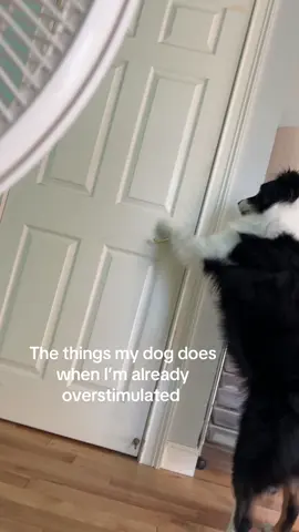 I swear this is only like 30% of the time lol😂 other 70% he is so calm, loving, and well behaved/trained🥹 #aussie #australianshepherd #aussiesoftiktok #dogsoftiktok 