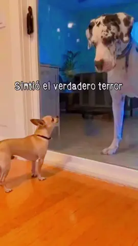 jajajaja  #enesemomentocelsintioelverdaderoterror #chihuahua #chihuahuastiktok #cellsintioelverdaderoterror #miedo 