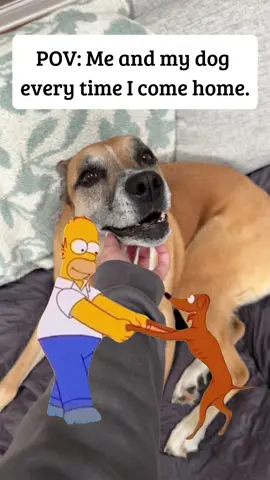 #Meme #dogsoftiktok #rescuedog #adoptdontshop #fyp 