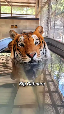 Tiger? Just a big cat 🤣🤣 #tiger #funny #fyp #bigcat #pet 