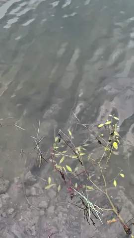 #gracilaria #rumputlaut #rumputlautgracilaria #tambak #sumberdayaalam 