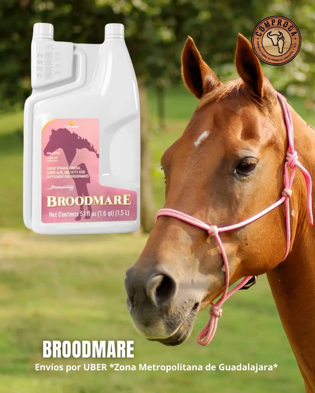 Suplementos formulados para optimizar la fertilidad y el rendimiento reproductivo de tus ejemplares. 💛 Broodmare apoya la salud y el equilibrio reproductivo de las yeguas. 💪 Stallion Plus estimula la vitalidad y la calidad espermática en sementales. Porque el éxito reproductivo empieza con la mejor nutrición. 🐎 #reproducciónequina #botupharma #cuidadoreproductivo #yeguasysementales #genéticaequina  