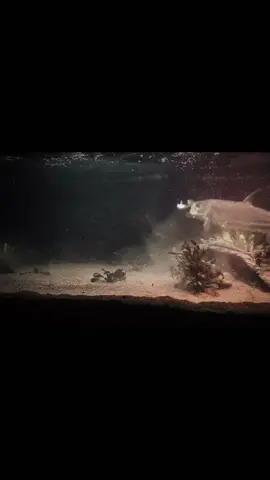 độ bgaauf có thể gọi là bá cháy #cacanh #cacanh #xuhuong 