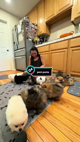 Experiences over things but he always spoils me.  If you’re looking for a Pomeranian puppy. We have a great breeder. One of my babies is from her and I’d be lying if I said I didn’t want atleast 4 of her current ones.  #bestbirthdayever #dogmom #birthdaygirl #pomeranians #spoiledwife  @poutypom 