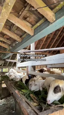 😂 #peternakkambing #peternakmuda #tukangngarit #fyp #fypシ 