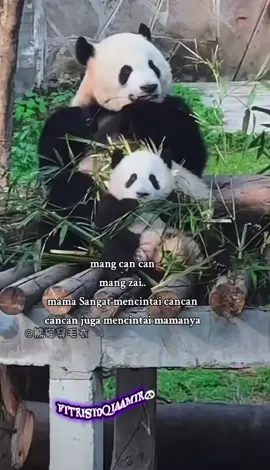 mang zai mang cancan.ibu dan anak saling mencintai mama .menjaga cancan sangat mencintai masih belum mau dipisahkan.semoagbmaaihnpinya waktu panjang untuk bersama#cancan #mangzai 