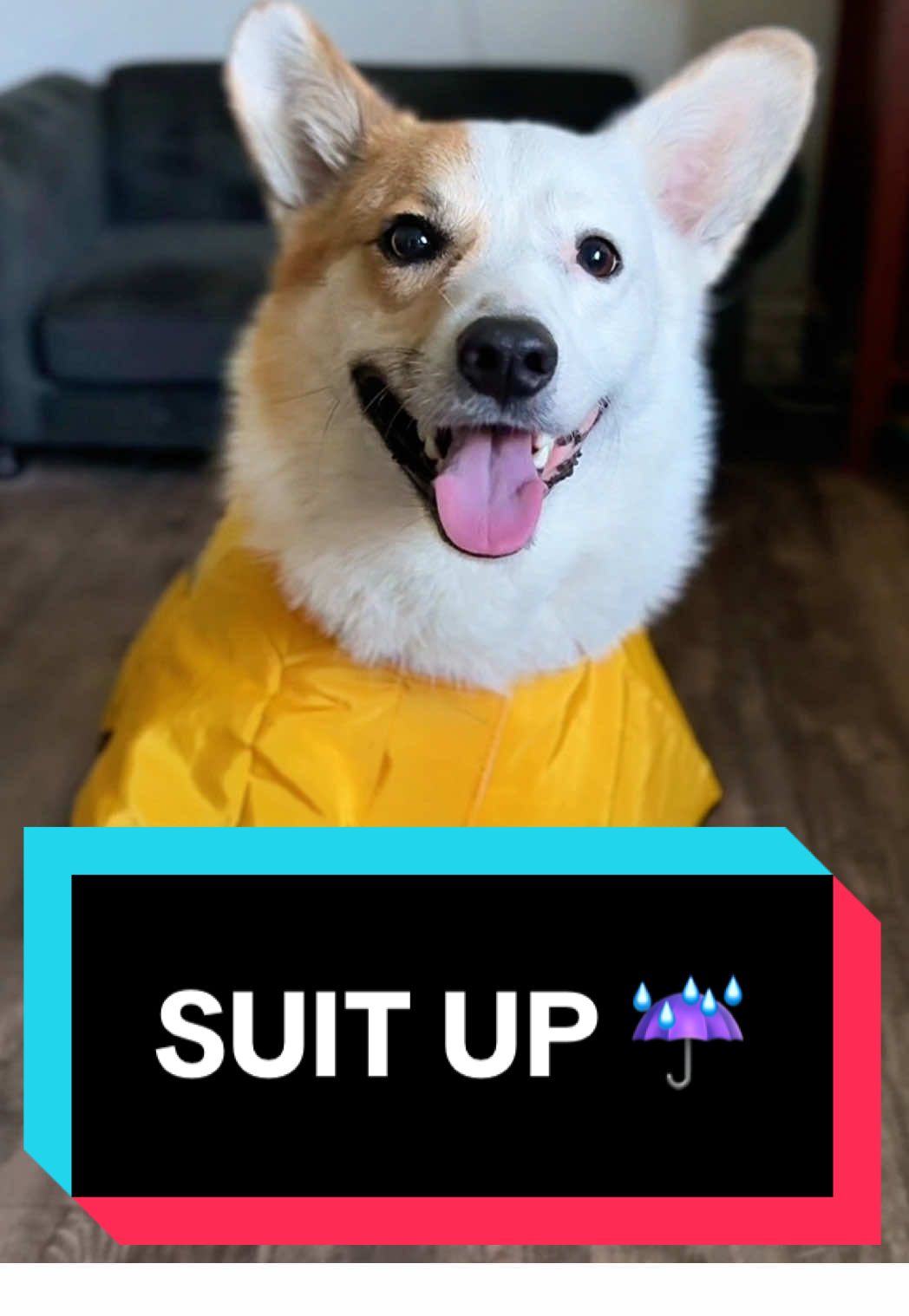 Rain or shine🌦️,we don't skip walks 💛 just suit up! #DogRaincoat #RainyDayWalks #tiktokshopblackfriday #DogGear #PetFashion