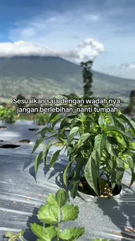 🧑‍🌾 #petanicabe🌶 #fypage #petaniindonesia🇮🇩🇮🇩🇮🇩🌿🌿 #xyzbca #fyppppppppppppppppppppppp 