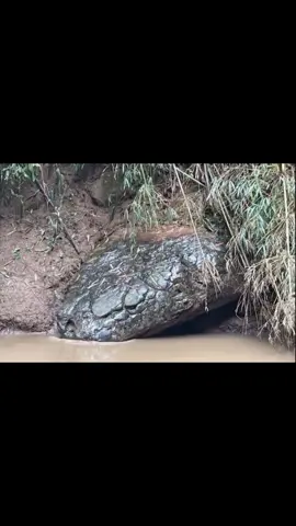 แตกตื่น พบหินคล้ายงูยักษ์  #หินงูยักษ์  #เพชรบูรณ์  #เขาค้อเพชรบูรณ์  #แม่น้ำเข็กน้อย