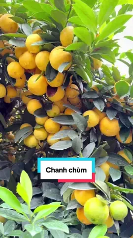 chanh chùm tứ quý quả siêu siêu trái #xuhuong #chanh #viral #mocthuy 